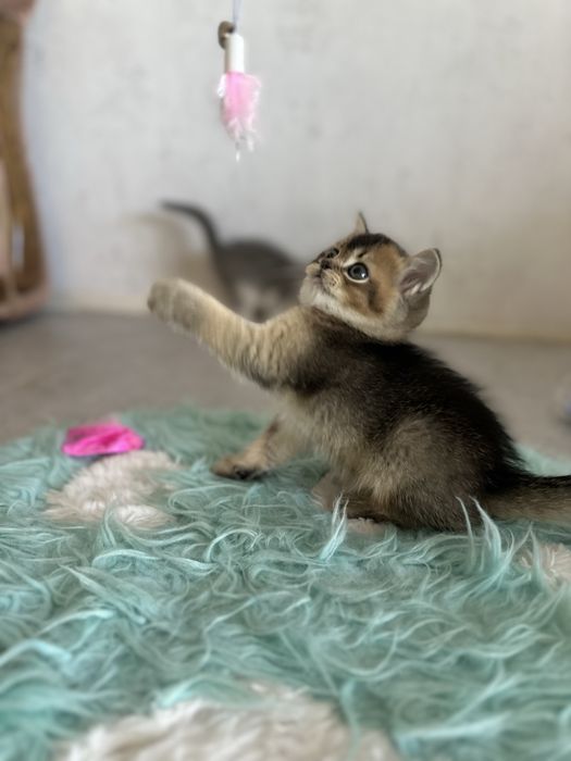 Шотландські кошенята