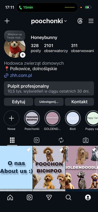 Bichpoo/poochon/bichon frise
