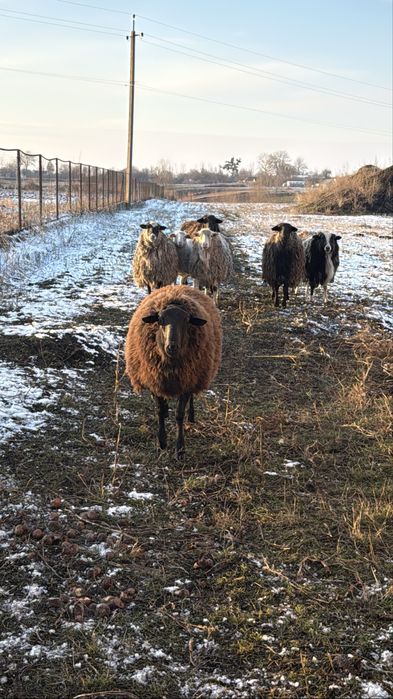 Барани на мʼясо, розплід