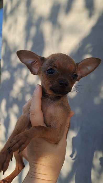 Охрана для кармана!