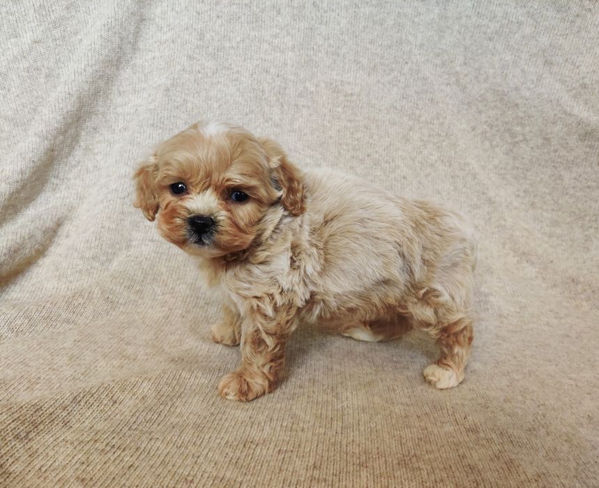 ‼️Яскравий хлопчик мальтіпу Ф-1 ‼️