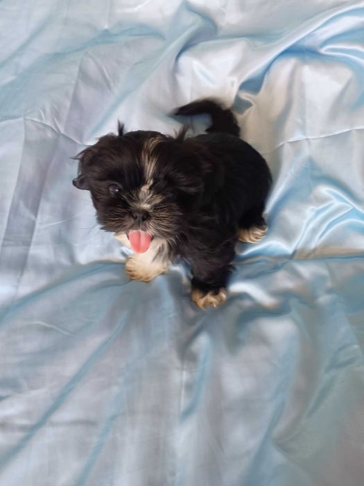 Shih-tzu mini chłopczyk