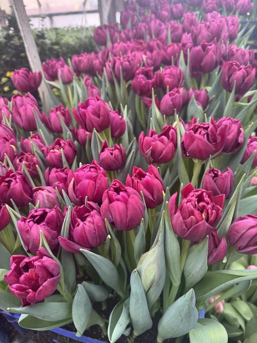 Тюльпани до 8 березня