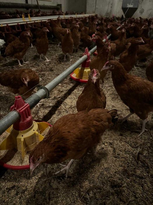 Kury rosa nioski młode kokoszki odchowane kura nioska transport