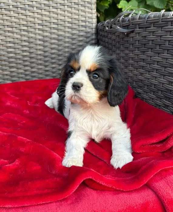 Cavalier King Charles