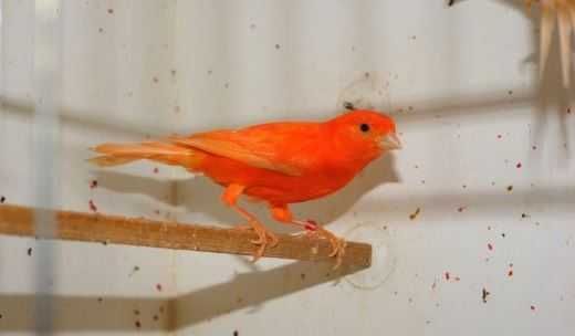 Kanarki czerwone,mozaika biała,mozaika czerwona,kasztan