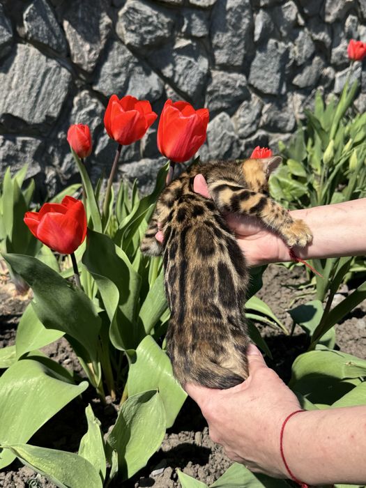 Бенгальські кошенята з документами