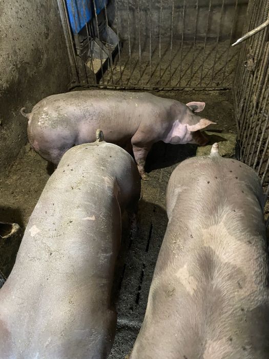 Хрячок на племя Петрен Пєтрен П’єтрен