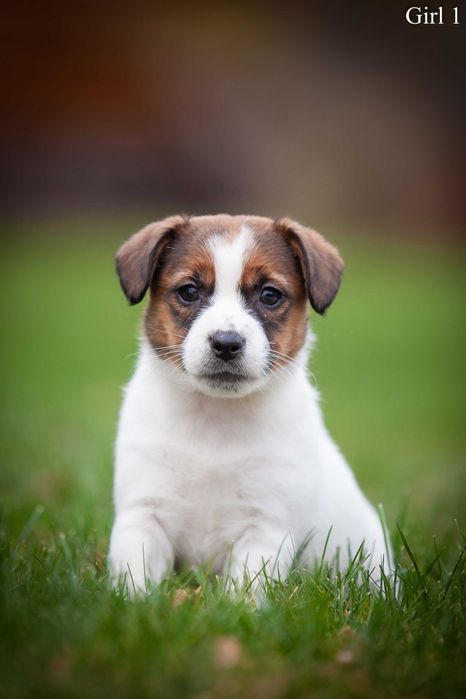 Породисте цуценя Джек Рассел тер'єр. 2 хлопчика, 1 дівчина