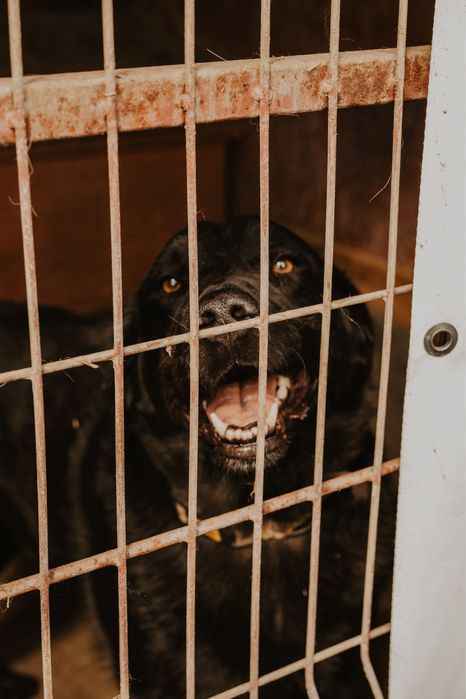 Stefan prawie jak labrador szuka domu