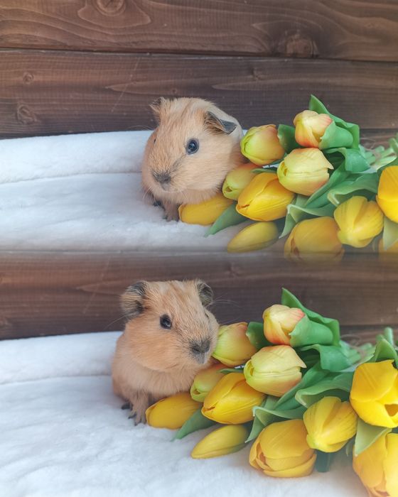 Świnka morska US Teddy ,kawia domowa  gładkowłosa