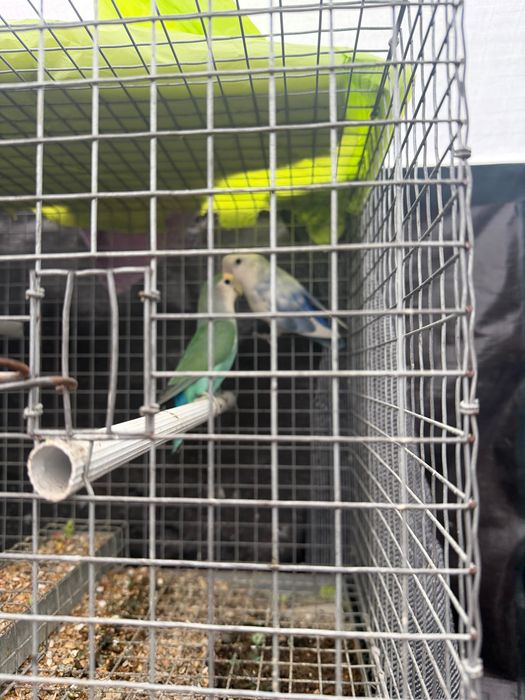 Vendo vários pássaros