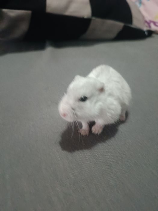 Chomik z klatką sprzedam