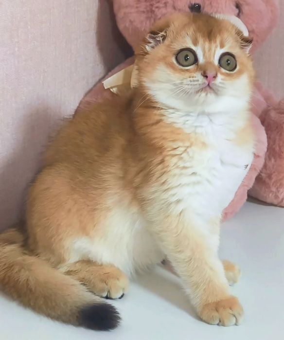 Золота шиншила котик котята кошенята котики