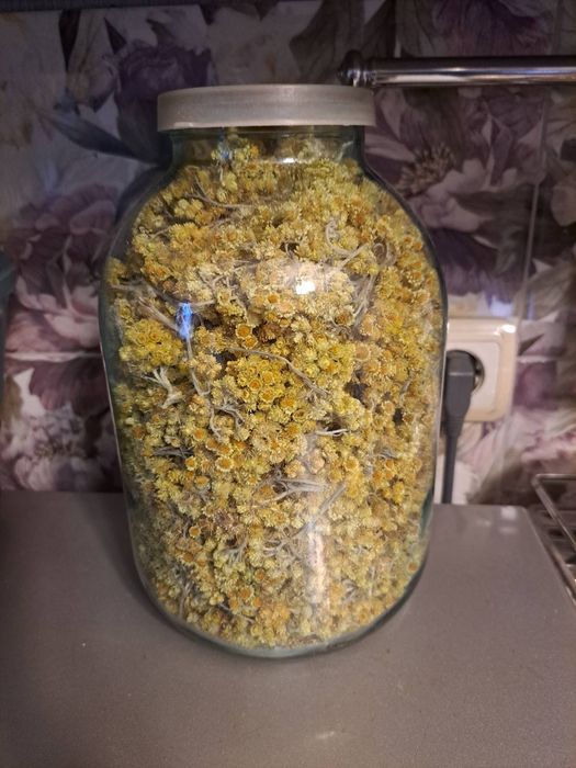 Бессмертник высушенный