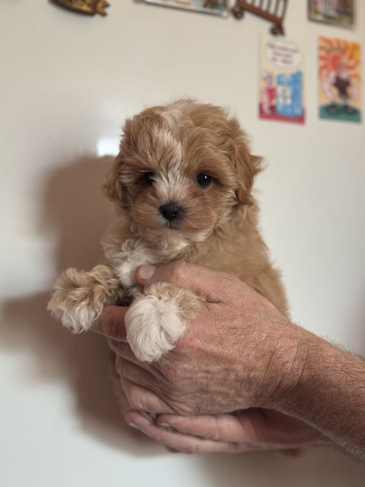 Міні хлопчик бебі фейс тікап