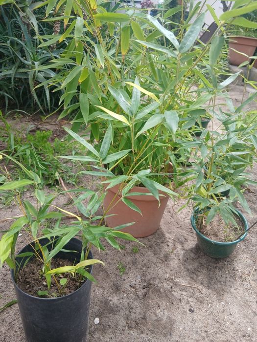 Rebentos de Bambu (Bamboo)