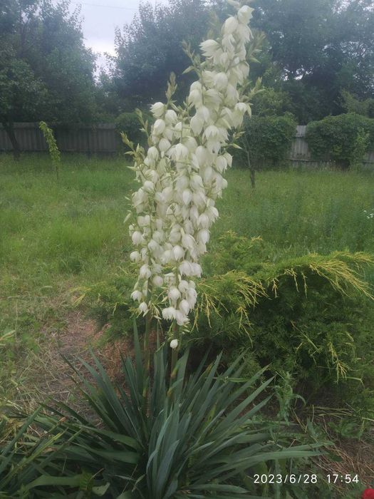 Юкка. Продам кущи юкки самовыкопом и самовывозом!