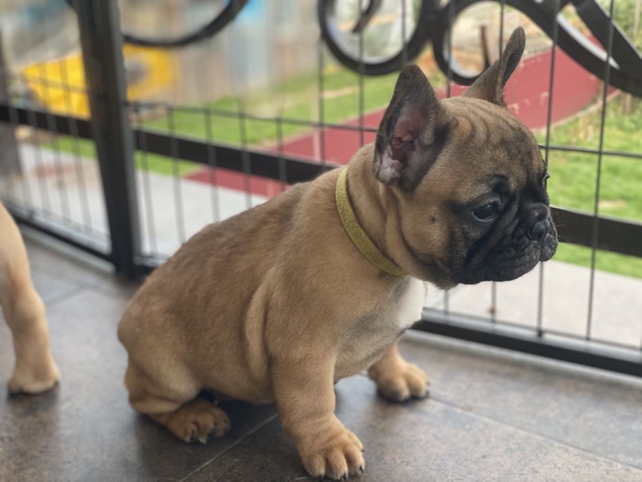 Бомбезні дівчатка КСУ