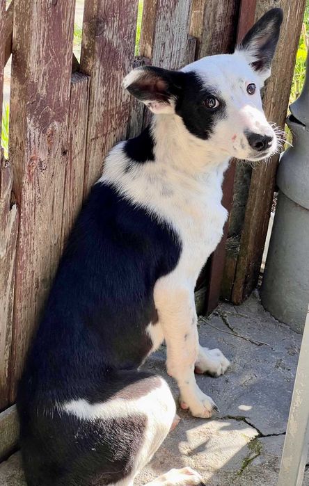 Щеня-підліток в добрі руки