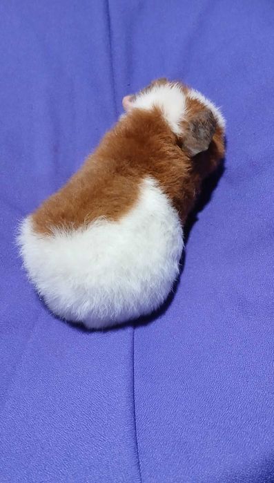 Морська свинка, тедді