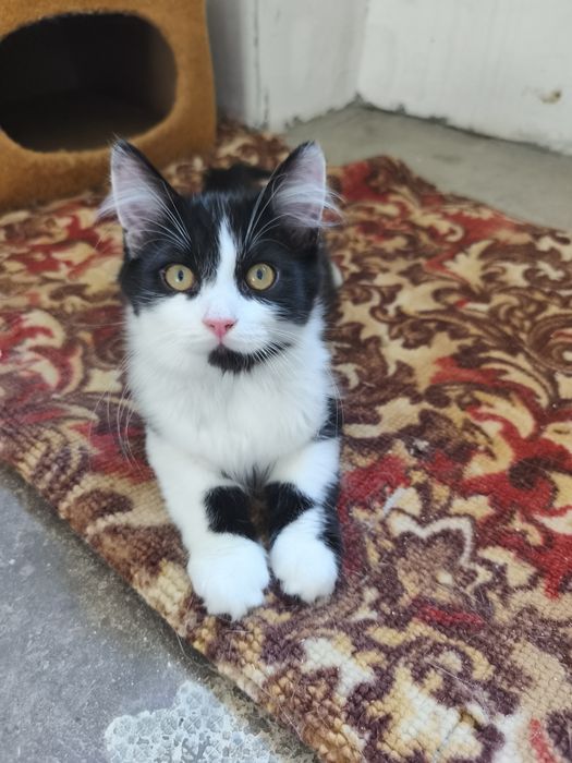 Котята в хорошие руки