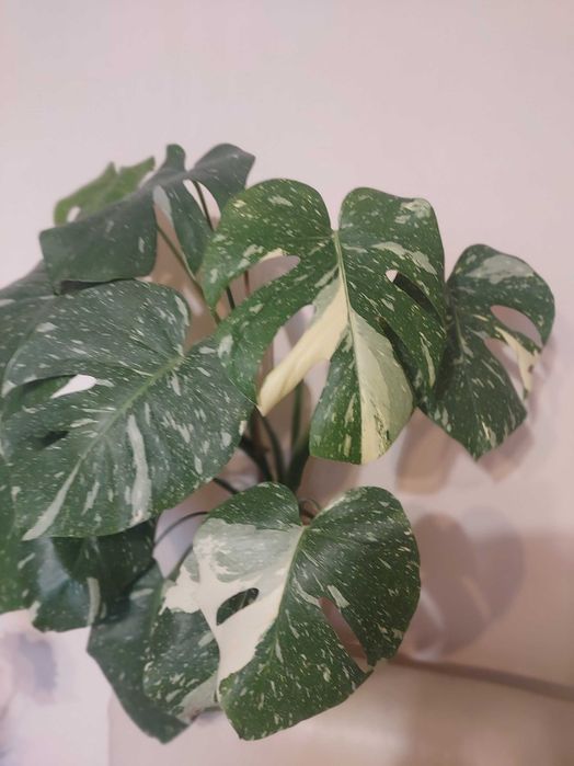 Monstera thai kolekcjonerska