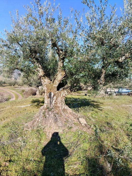 Vendo 6 oliveiras centenárias