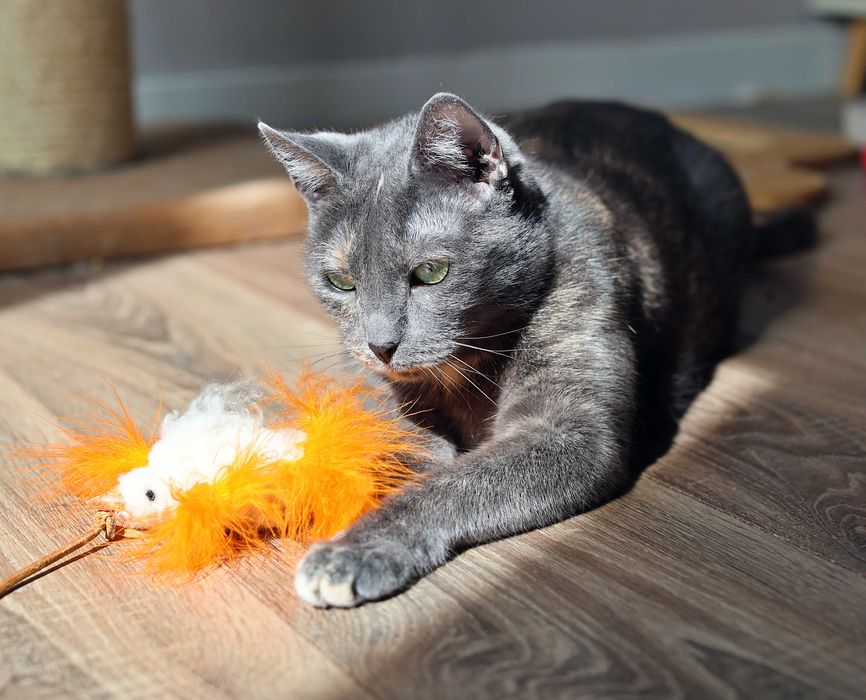 Cudny team poleca sie do adopcji.