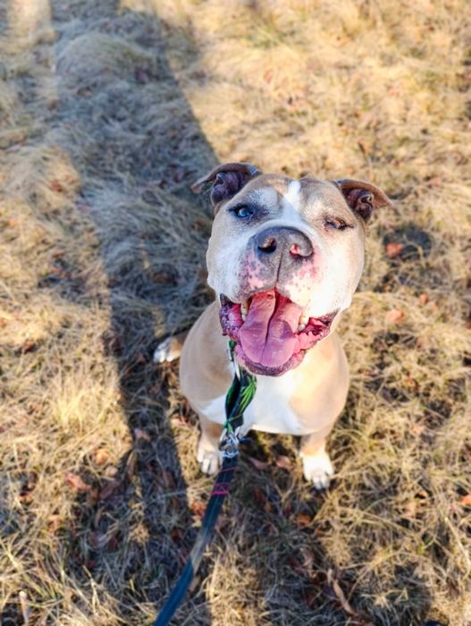 pitbull / amstaff szuka domu