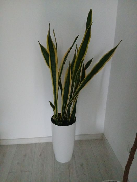 Сансевєрія голд.