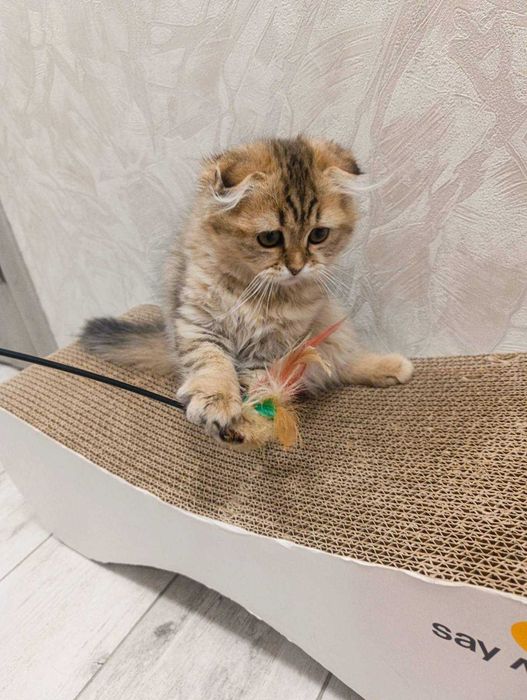 Киця шотландська висловуха, дуже рідкий окрас. Наче іграшкова.