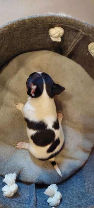 Mini chłopczyk Chihuahua