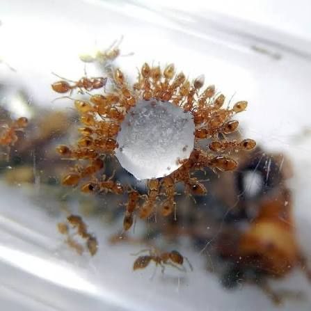 Мурахи solenopsis fugaxs  ЧИТАЙТЕ ОПИС