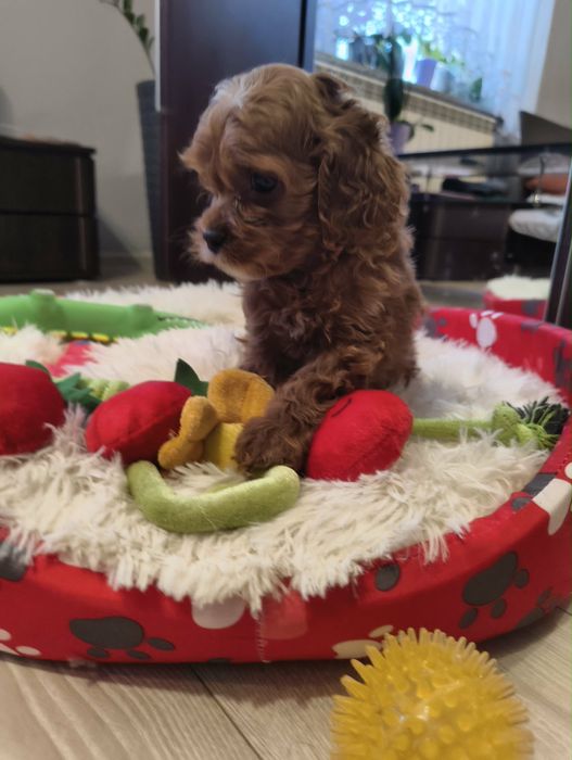 Cavapoo wesoła suczka