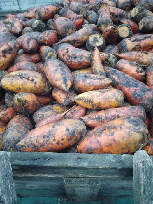 продам кормовий буряк