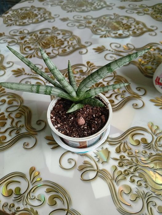 Домашние комнатные цветы