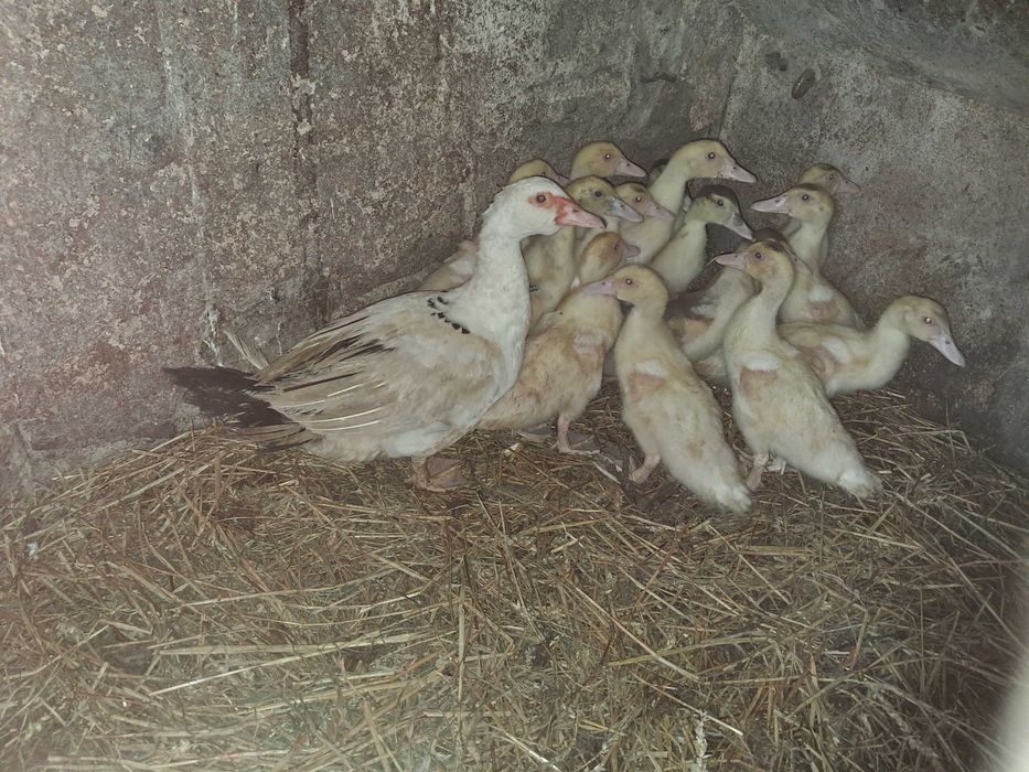 Sprzedam kaczki francuskie piżmowe