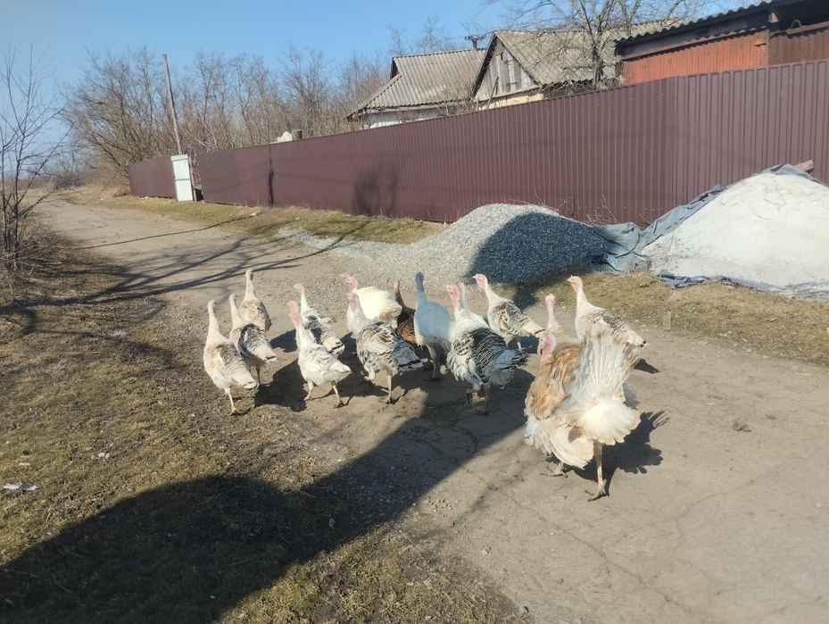 Продам Інкубаційне яйце індиків