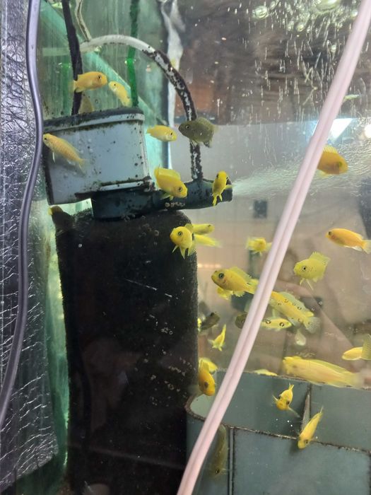 Малавійські цихліди