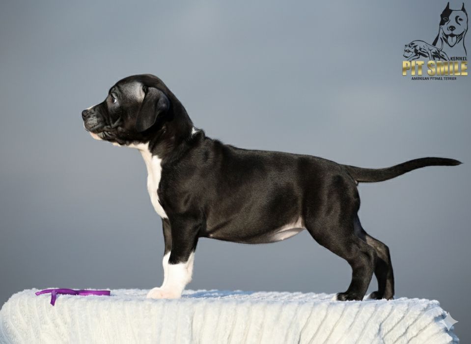 Ніжна красуня Американського Пітбультер'єра.Пітбулі