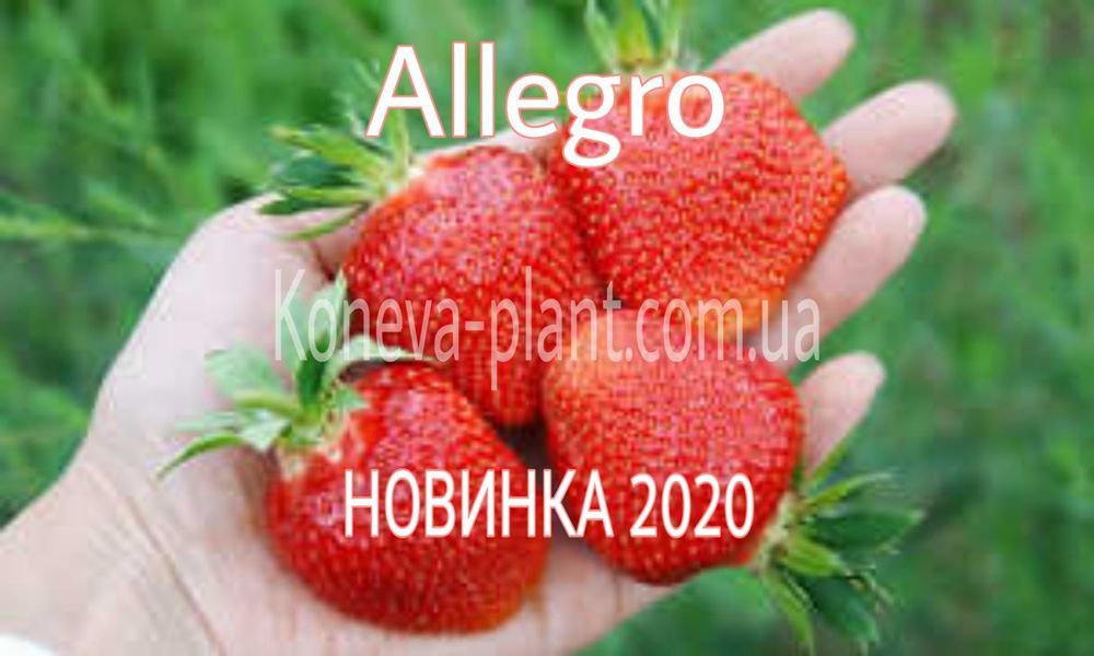 Саженцы клубники Аллегро фриго