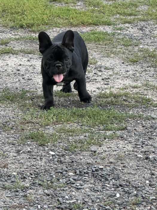 Sprzedam sunie rasy Buldog francuski