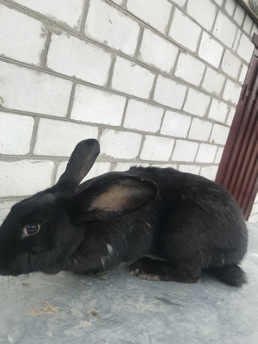 Кролиці, кроленята