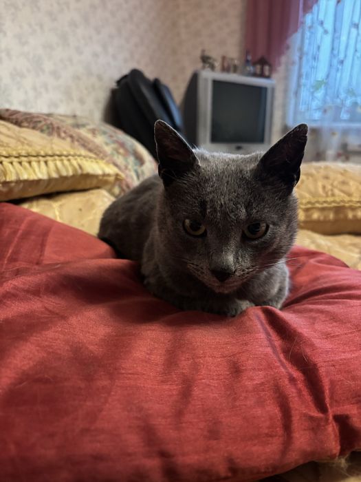 Британець в хороші руки!