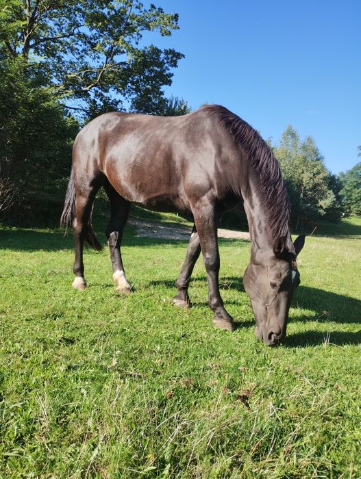 Klacz śląska sprzedam lub zamienię