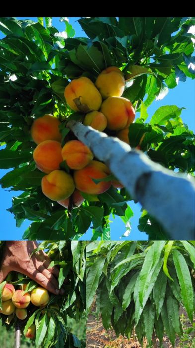 Саджанці екзотики і звичайні