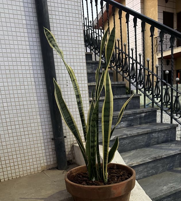 Sansevieria/espada de são jorge
