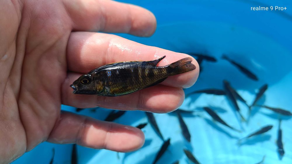 Otopharynx black orange dorsal