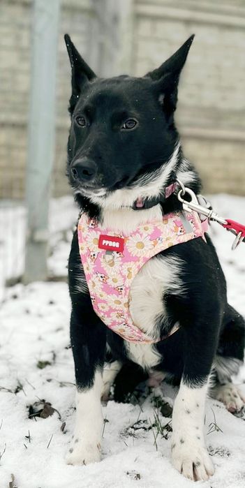 Murzynek błaga o dom ...